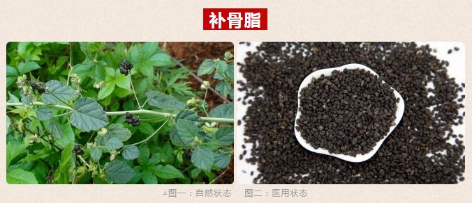 補(bǔ)骨脂 補(bǔ)骨脂